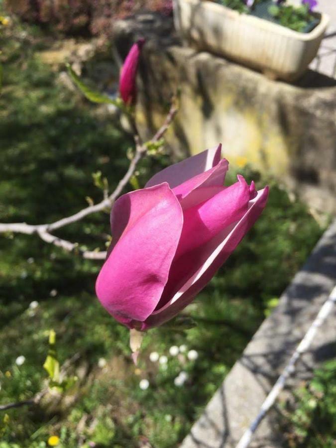 Appartement Magnolia Locazione Turistica à San Giacomo  Extérieur photo